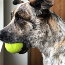 웨스트포우 자이브 공 강아지 장난감 XS, 그린, 1개