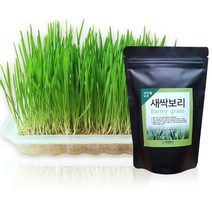 세경팜 새싹보리키우기 수경재배세트 대, 1세트