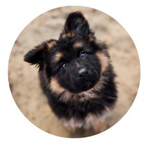 스윗리빙 데일리 펫 주방매트, 06, 1개