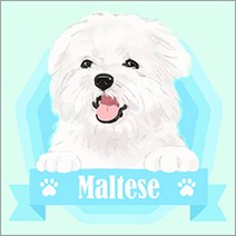 아이러브페인팅 DIY명화그리기 해피시리즈 동물편, 해피 말티즈