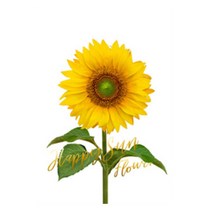 풍수 해바라기 그림 세로형02