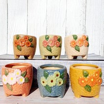 다육이 화분 6종 세트, 국민레몬