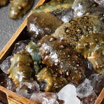 아라보감 국산 활해삼 (냉장), 1kg, 1개