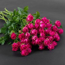 로즈피아 생화 장미 9대 23송이 이상, 진핑크