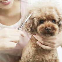펫트롱 레드포인트 반려동물 미용가위 길이 20cm, 1개