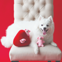 지피포우즈 하트와 곰돌이찾기 강아지 노즈워크 장난감, 혼합색상, 1개