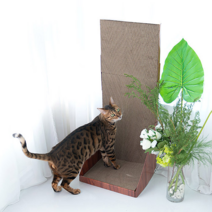 더조은 월 플러스 기둥형 스크레쳐 SC-281, 혼합색상, 1개