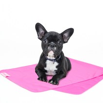 캣츠모리 반려동물 아이스타올