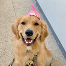 핑크캔디 반려동물 귀요미 프로펠러 모자, 핑크