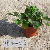 허브여울모종 흰딸기(Snow bell) 지름 9cm 소품 허브화분