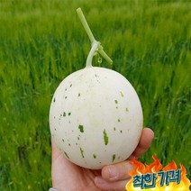 [자연맛남] 산지직송 성산 백자메론 5kg (3-6과)