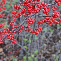 낙상홍 묘목_5주 키80cm 낙상홍-72394EA, 본상품선택