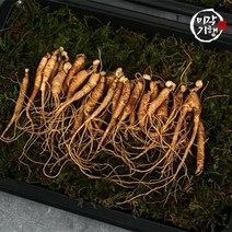 선물세트 산양산삼 5-6년근 (5-26 뿌리 모음), 26개, 30g