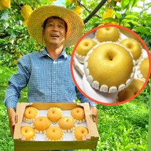 [당일배송] 12brix이상 고당도 배 가정용 선물용 5kg 3.2kg, 상생배 3.2kg