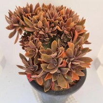 흑괴리철화 키우기 쉬운 다육이 다육식물1-250, 상세페이지 참조