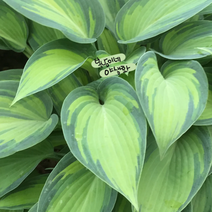 호스타 [1포트] 준 9900 (복남이네 야생화 모종 hosta), 1개