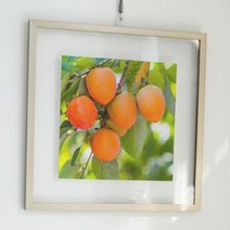 pg408-투명액자38CmX38Cm 풍수감나무 4.행운/블랙