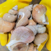 백골뱅이 제철 백고동 통골뱅이 생골뱅이 1kg 백골뱅이탕, 백골뱅이 소 사이즈 1kg(45~50미 내외), 1개