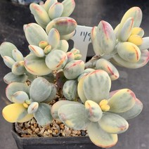 다육식물(방울복랑금) 119(43), 1개