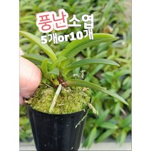 풍란-소엽-5개or10개/바람이 잘 통하는 곳을 좋아한다고 해서 풍난 석부작, 5개