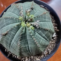 아퀼라스샵 유포르비아 오베사 다육식물, 중품, 1개
