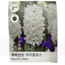 히야신스구근(아이올로스) 키우기 공기정화식물 화분