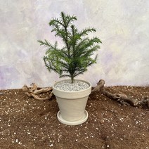 [광합성] 아라우카리아 소 화이트토분, 2.식물+토분