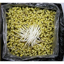 해물찜 삼겹살 아구찜 일자 콩나물 1Kg
