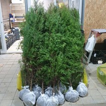 [상록수] 측백나무(조선측백) 키180cm 묘목