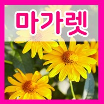 꽃씨몰 꽃씨 봄 파종 여름꽃씨 가을 노지월동 다년생 야생화 양귀비 종자 꽃씨앗, 411.마가렛씨 1g(허브)