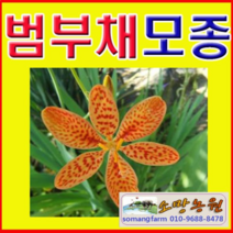 (JS소망)야생화 범부채모종(포트) 10개