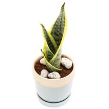 아침향기 공기정화식물 도토리화분 40종, 슈퍼바, 도토리 레드