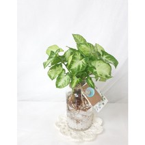 싱고니움 수경재배식물 키우기 쉬운 식물 수중 식물 반려식물, 아글라오네마, 7코바늘 코스터