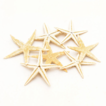 오꿈 조개껍질 조개껍데기 소라껍데기 소라껍질, D05 불가사리 (대), 봉