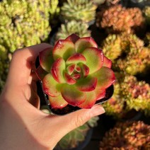 티엠 다육식물 묵은둥이 소품 용인수다육 수다육