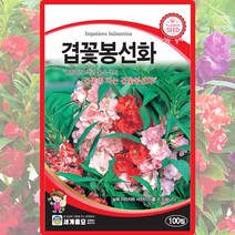 겹꽃 봉선화 씨앗 봉선화 씨 꽃 종자 100립, 단품