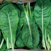야채왕 치콘 2kg (여름철엔 푸른색)(실중량1.8~2KG)