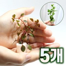 미미팜스 무결점 여과링 수초 루드위지아 슈퍼레드5개-미미네아, 단품