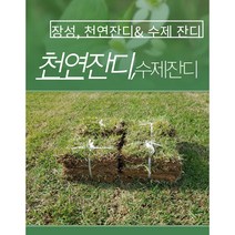 지엘파크잔디농장 한국잔디25장+잔디비료500g 고급잔디 중지 규격18cmX18cm 산소 정원잔디 특가세일