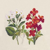 독일 냅킨 192791 25매 파티 피크닉 생일 냅킨아트, 냅킨 192791 (25매)