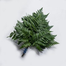 노무라 1단 (1단 5~6줄기), 1단(5~6줄기)