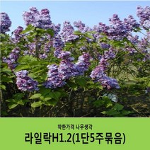 착한가격 나무생각 라일락나무 묶음모음, 라일락H1.2(1m20cm)5주묶음