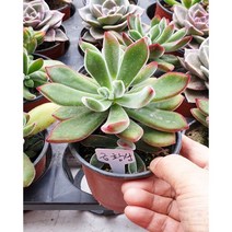 안산 플라워마트 다육식물 금황성