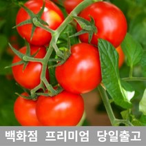 [특등급선별] 방울토마토 4kg 대추방울토마토 방울토마토키우기 방울토마토모종 대추토마토 과일 당뇨에좋은과일 맛있는방울토마토 완숙토마토 부여방울토마토 블랙방울토마토 노랑방울토마토