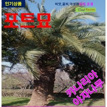포트묘 카나리아 야자나무 2주, 상세페이지 참조
