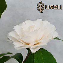 동백나무 나무언니, 백동백 8치화분