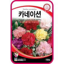 주주씨앗 카네이션 꽃씨 씨앗종자 150립 / 스승의날 어버이날 선물 꽃 화단가꾸기 정원꾸미기 꽃씨 모음 꽃씨몰 씨앗 종자 다년생 노지월동