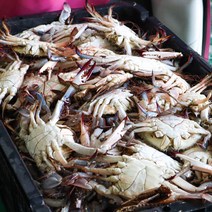 서해안 숫꽃게 급랭 꽃게 대사이즈 2kg (4-7미) 냉동꽃게, 1개