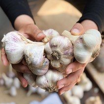 청년마켓 2022년 국내산 햇마늘 통마늘 특대 왕특, 왕특 5kg