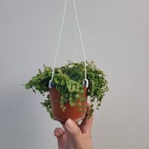 거북이페페 행잉 공중식물 30~40cm 55